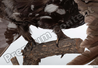 Western capercaillie leg 0004.jpg